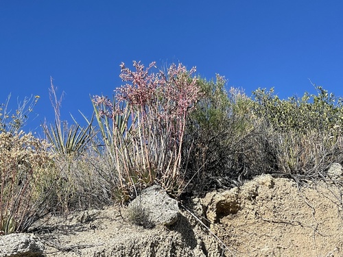 Dudleya ingens