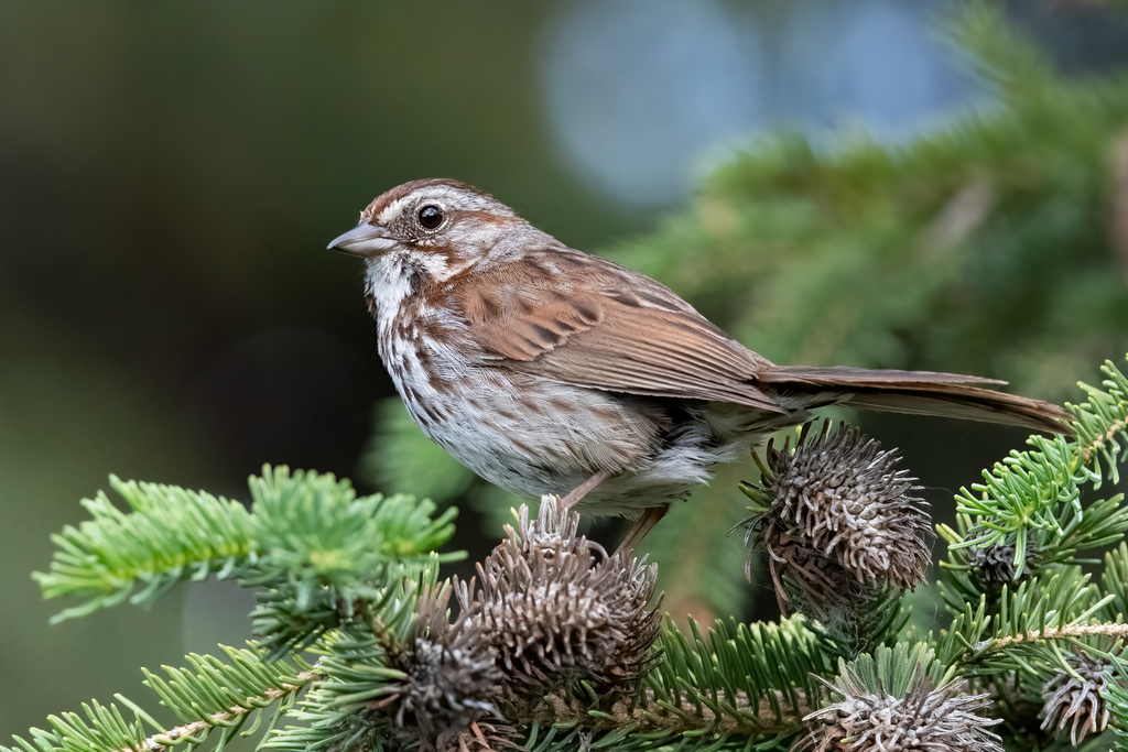 Merrill's Song Sparrow
