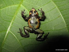 Cauca Poison Frog photo 3