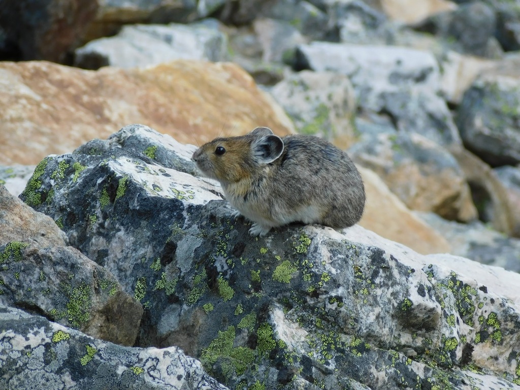 Figgins pika