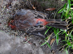 Haemorhous mexicanus