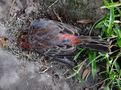 Haemorhous mexicanus