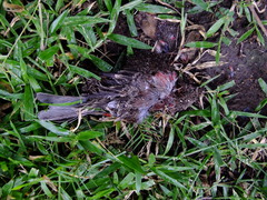 Haemorhous mexicanus