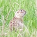 Podolian Ground Squirrel - Photo (c) Jarosław Krogulec, some rights reserved (CC BY-NC), uploaded by Jarosław Krogulec