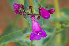 Penstemon spectabilis
