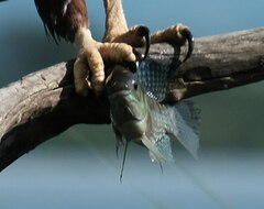 Blue-Spotted Tilapia photo 2