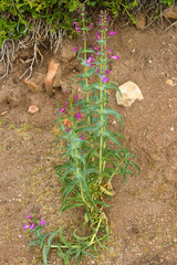 Penstemon spectabilis