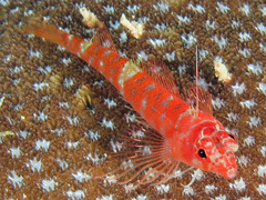 Ceratobregma helenae