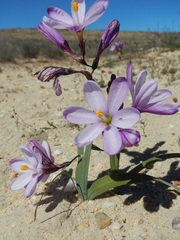Ixia latifolia