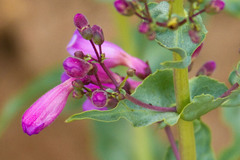 Penstemon spectabilis