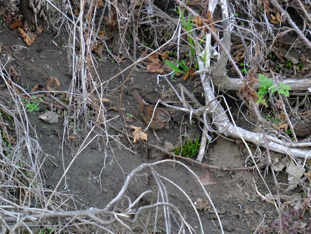 Sooty Song Sparrow