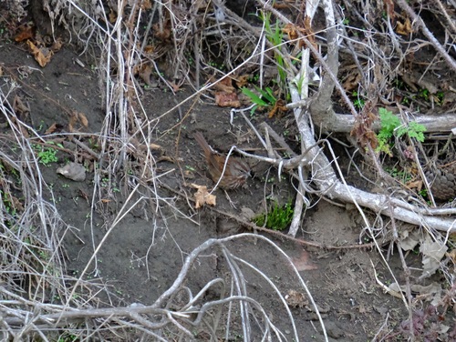 Sooty Song Sparrow