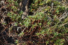 Polygonum paronychia