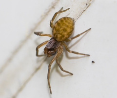 Dictynomorpha strandi