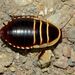 Blattidae - Photo (c) Steve Kerr,  זכויות יוצרים חלקיות (CC BY), הועלה על ידי Steve Kerr