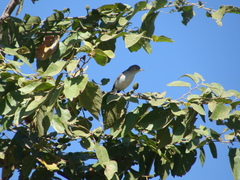 Polioptila nigriceps