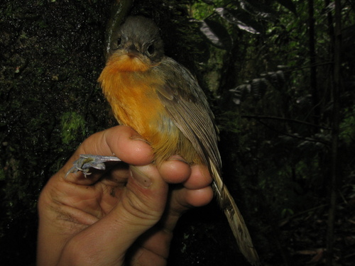 Cercomacroides parkeri