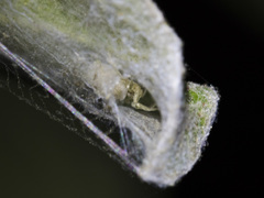 Dictynomorpha strandi