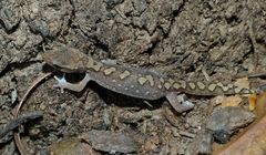 Diplodactylus vittatus