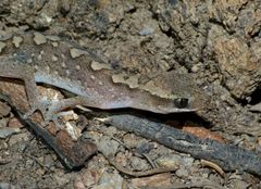 Diplodactylus vittatus