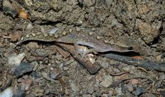 Diplodactylus vittatus