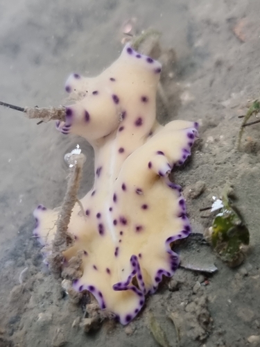 Pseudoceros laingensis Newman & Cannon, 1998