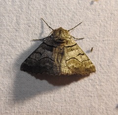 Hypobapta diffundens