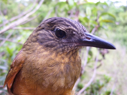 Thripadectes virgaticeps