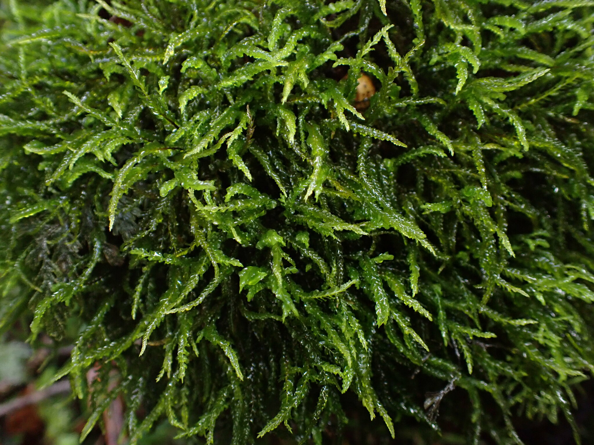 Adelanthus falcatus