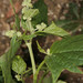 American Maple-leaved Goosefoot - Photo (c) licensed media from BioImages DwCA without owner, some rights reserved (CC BY-NC-SA)