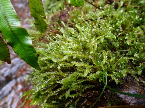 Plagiochila fuscella