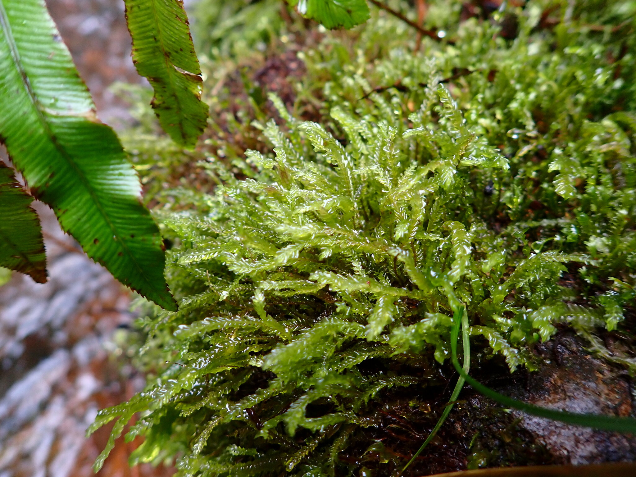 Plagiochila fuscella