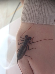 Mastigoproctus vandevenderi