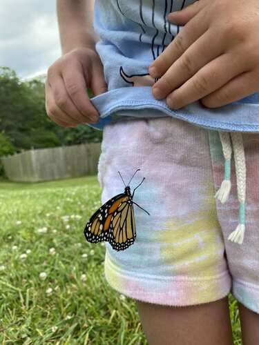 Monarch photographed in North Carolina