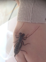 Mastigoproctus vandevenderi