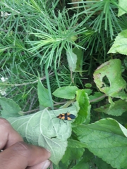 Oncopeltus varicolor