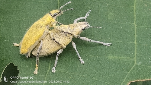 Gold-dust Weevil photo 3