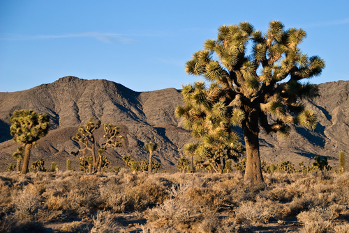 Western Joshua Tree