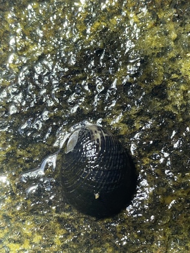 Nerita senegalensis observed 2023-06-06