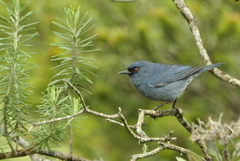 Bluish Flowerpiercer photo 3