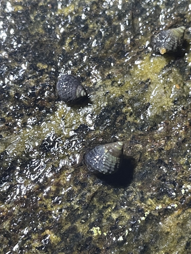 Echinolittorina granosa
