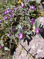 Astragalus geminiflorus