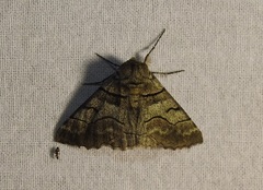 Hypobapta diffundens