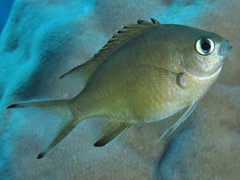 Azurina lepidolepis