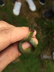Erythrolamprus epinephalus