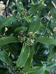 Santalum paniculatum