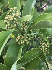 Santalum paniculatum