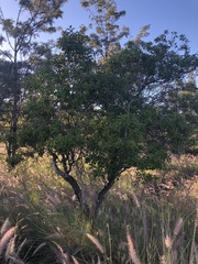 Santalum paniculatum