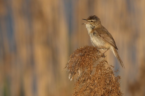 Carricero agrícola (Acrocephalus agricola)