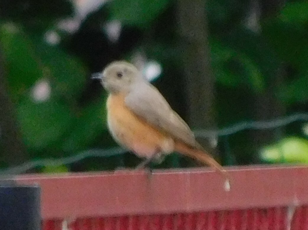 Common Redstart